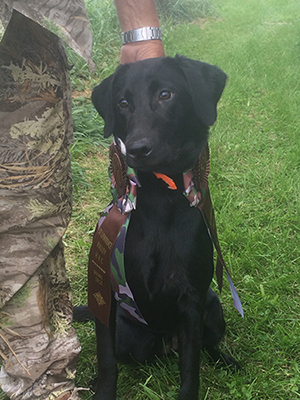 The image shows a black dog with an orange ribbon around its neck, sitting next to a person wearing camouflage clothing.