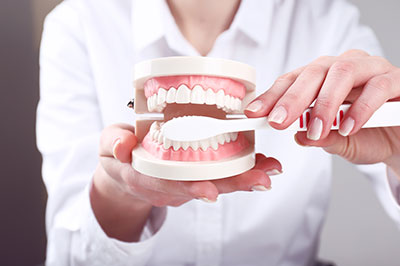 A person holding a model set of teeth, likely for dental education or demonstration.